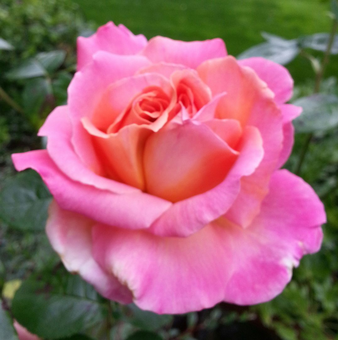  photo 20140702_073226-1_zpsspywkdq9.jpg